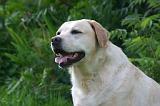 LABRADOR 1278
